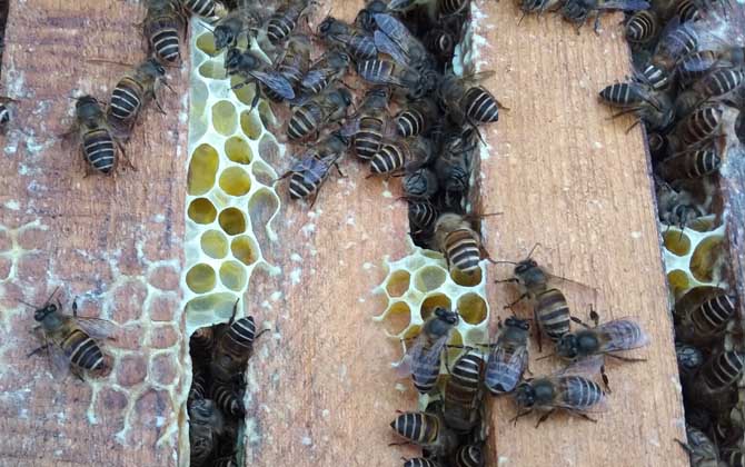 阿壩中蜂雙王群能提高年產量嗎(中蜂雙王群的優點和缺點) 中蜂雙王群