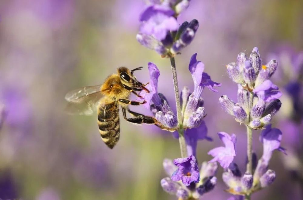 養蜂是什么行業(養蜜蜂屬于什么行業屬于畜牧業嗎) 養蜂是什么行業(養蜜蜂屬于什么行業屬于畜牧業嗎)