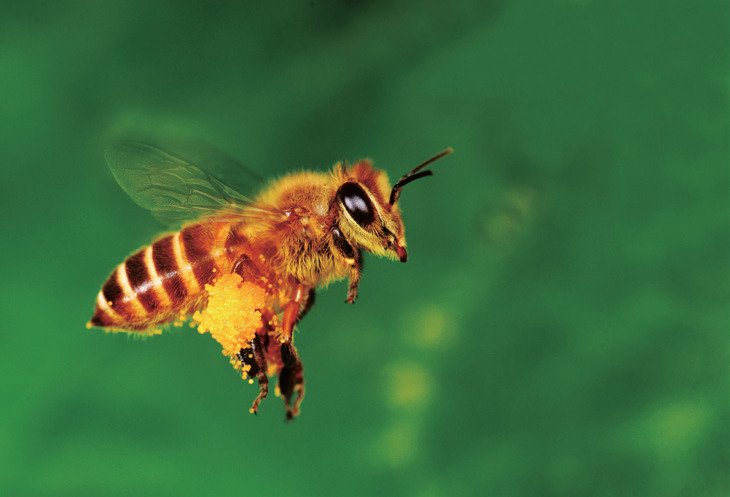 養蜂是什么行業(養蜜蜂屬于什么行業屬于畜牧業嗎) 養蜂是什么行業(養蜜蜂屬于什么行業屬于畜牧業嗎)