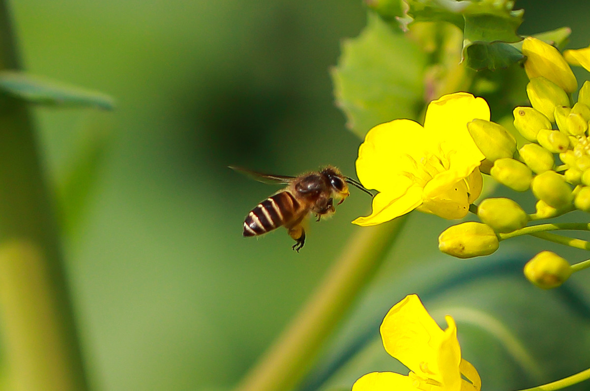 養蜂是什么行業(養蜜蜂屬于什么行業屬于畜牧業嗎) 養蜂是什么行業(養蜜蜂屬于什么行業屬于畜牧業嗎)