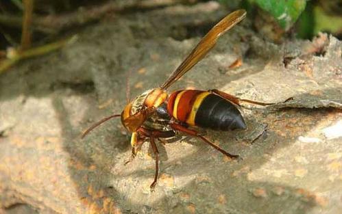 中國大虎頭蜂的蜂窩有什么用(大虎頭蜂蜂窩的藥用價值) 中國大虎頭蜂的蜂窩有什么用(大虎頭蜂蜂窩的藥用價值)