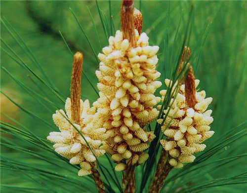 什么是松花粉(松花粉是干什么用的) 什么是松花粉(松花粉是干什么用的)