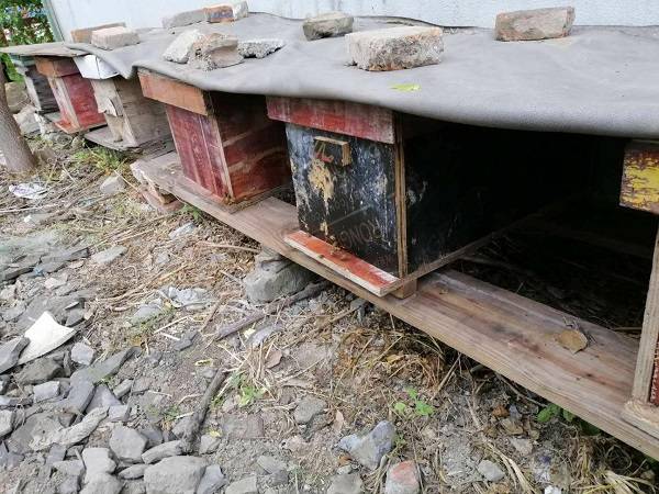 怎么防止胡蜂(胡蜂的防治技術) 怎么防止胡蜂(胡蜂的防治技術)