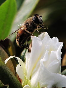 中蜂分群時工蜂特別少是什么原因（一箱中蜂蜂王產卵多，而工蜂越來越少）