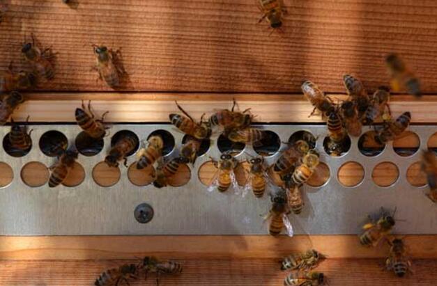 蜜蜂失王晚上的表現(蜜蜂失王會怎么樣) 蜜蜂失王晚上的表現(蜜蜂失王會怎么樣)