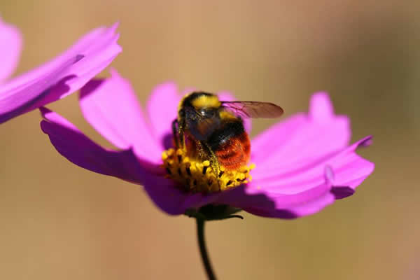 【蜜蜂知識(shí)】意大利蜜蜂什么時(shí)候開始春繁? 意大利蜜蜂什么時(shí)候開始春繁?