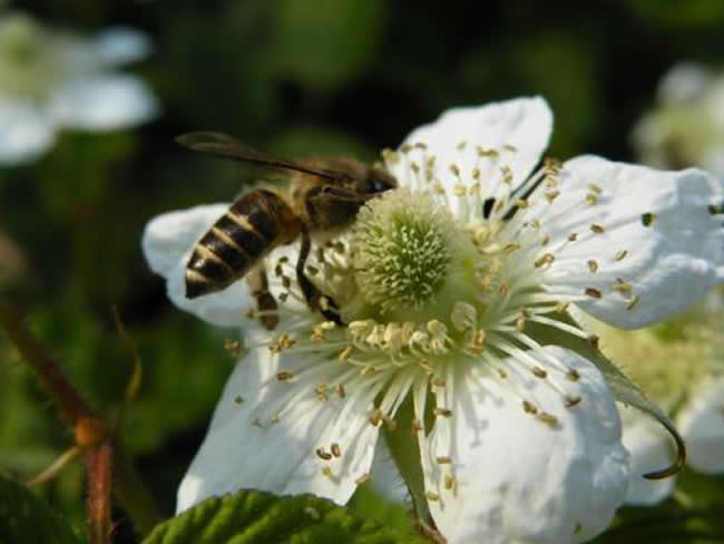 【蜜蜂知識(shí)】意大利蜜蜂什么時(shí)候開始春繁? 意大利蜜蜂什么時(shí)候開始春繁?