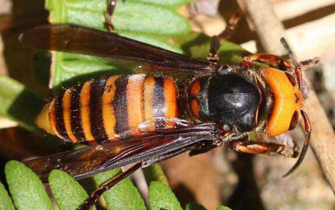 黃腰虎頭蜂的毒幾天能散(被黃腰虎頭蜂蟄了幾天能好) 黃腰虎頭蜂的毒幾天能散(被黃腰虎頭蜂蟄了幾天能好)