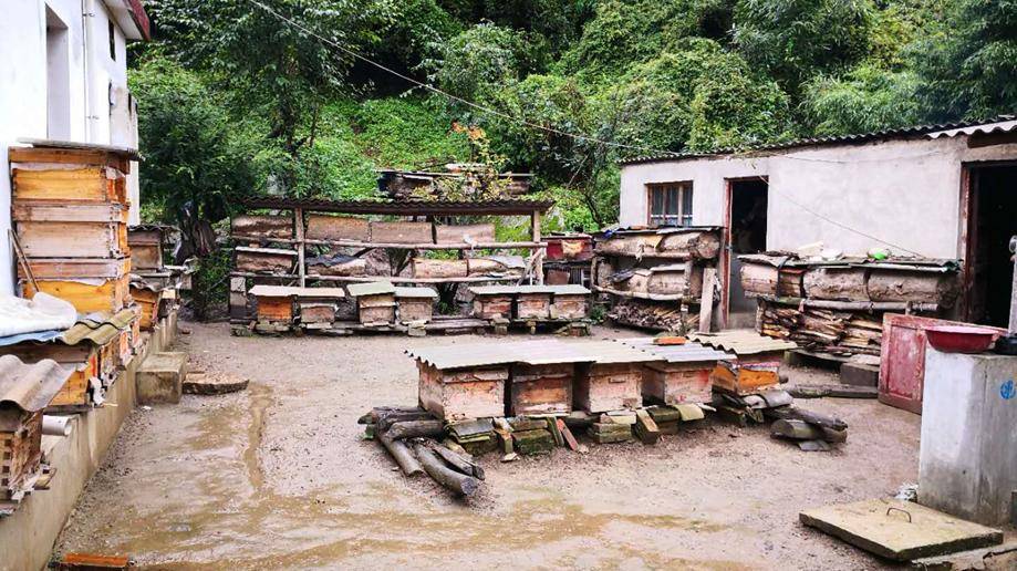 中蜂如何快速擴大蜂場(中蜂這樣擴場快) 中蜂如何快速擴大蜂場(中蜂這樣擴場快)