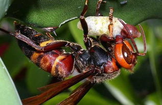 松丹二號是蜜王還是漿王(蜜漿型種王的特性) 松丹二號是蜜王還是漿王(蜜漿型種王的特性)