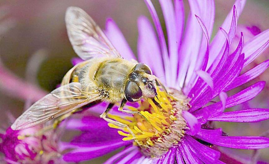 蜜蜂美洲幼蟲病如何防治? 蜜蜂美洲幼蟲病如何防治?