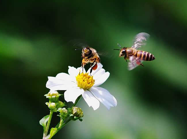 工產(chǎn)群怎樣找到工產(chǎn)蜂 工產(chǎn)群怎樣找到工產(chǎn)蜂