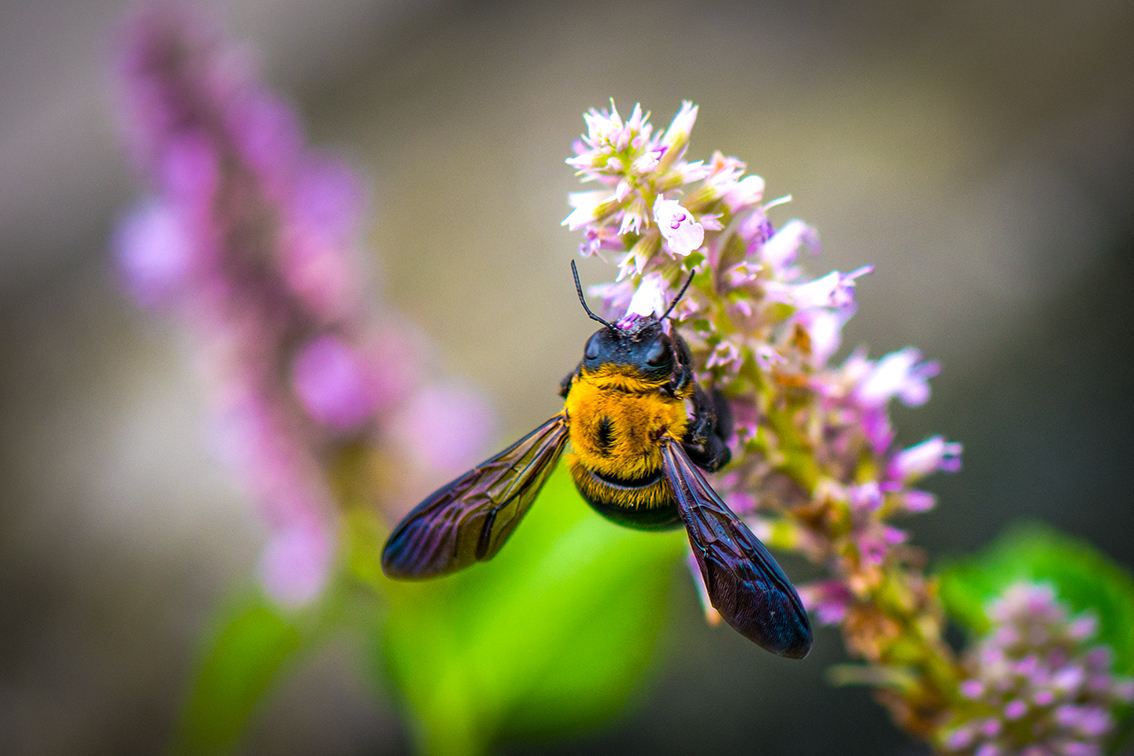 【蜜蜂知識】野蜜蜂怎么抓蜂王? 野蜜蜂怎么抓蜂王?