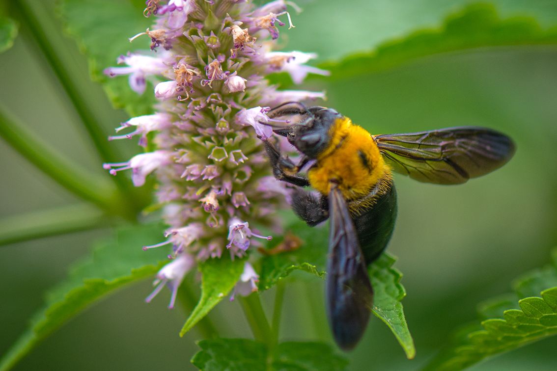 【蜜蜂知識】野蜜蜂怎么抓蜂王? 野蜜蜂怎么抓蜂王?
