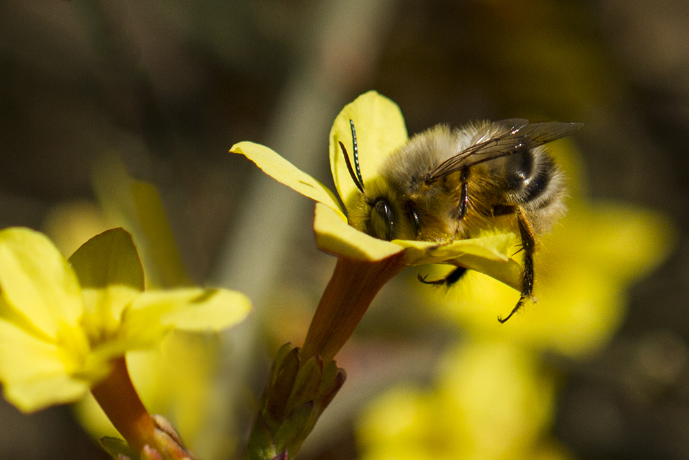 蜜蜂養殖實用技術 蜜蜂養殖實用技術