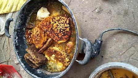 野外誘蜂技巧和方法(怎么樣誘野蜂) 野外誘蜂技巧和方法(怎么樣誘野蜂)