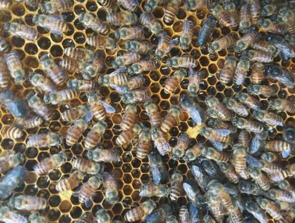 夏天養蜜蜂的技巧和方法(怎么養蜜蜂) 夏天養蜜蜂的技巧和方法(怎么養蜜蜂)