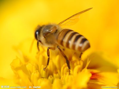 哺乳期可以吃蜂蛹嗎(哺乳期蜂蛹可以吃嗎) 哺乳期可以吃蜂蛹嗎(哺乳期蜂蛹可以吃嗎)