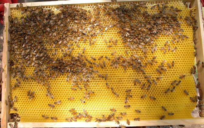 養蜂場多大規模才能領補償款(2020年養蜂有補貼嗎) 養蜂場多大規模才能領補償款(2020年養蜂有補貼嗎)