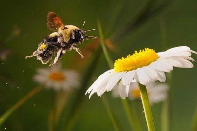 浙江漿蜂 浙江漿蜂