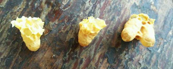 人造王臺幾天介王合適 人造王臺幾天介王合適