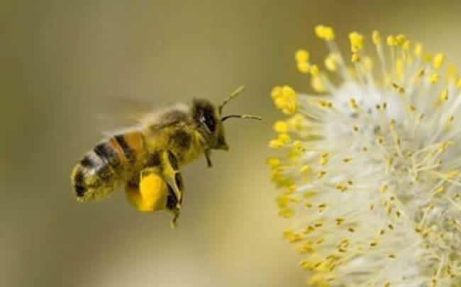 人造王臺幾天介王合適 人造王臺幾天介王合適