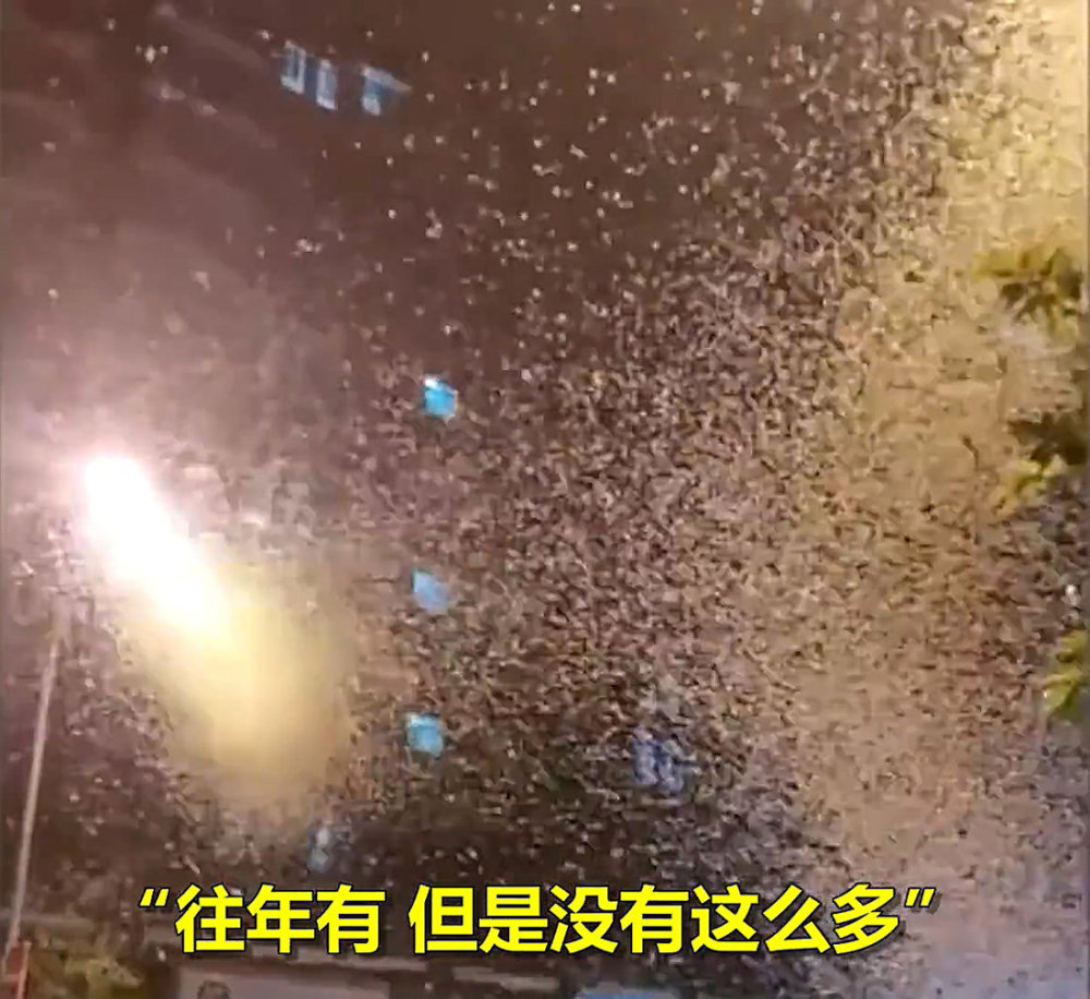 湖南沅江蜉蝣大爆發,內蒙古蚜蟲大爆發 湖南沅江蜉蝣大爆發,內蒙古蚜蟲大爆發,是氣候大變的征兆嗎?