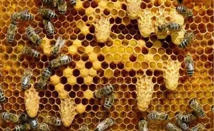 工蜂產的王臺有用嗎(工蜂產卵也會有王臺嗎) 工蜂產的王臺有用嗎(工蜂產卵也會有王臺嗎)