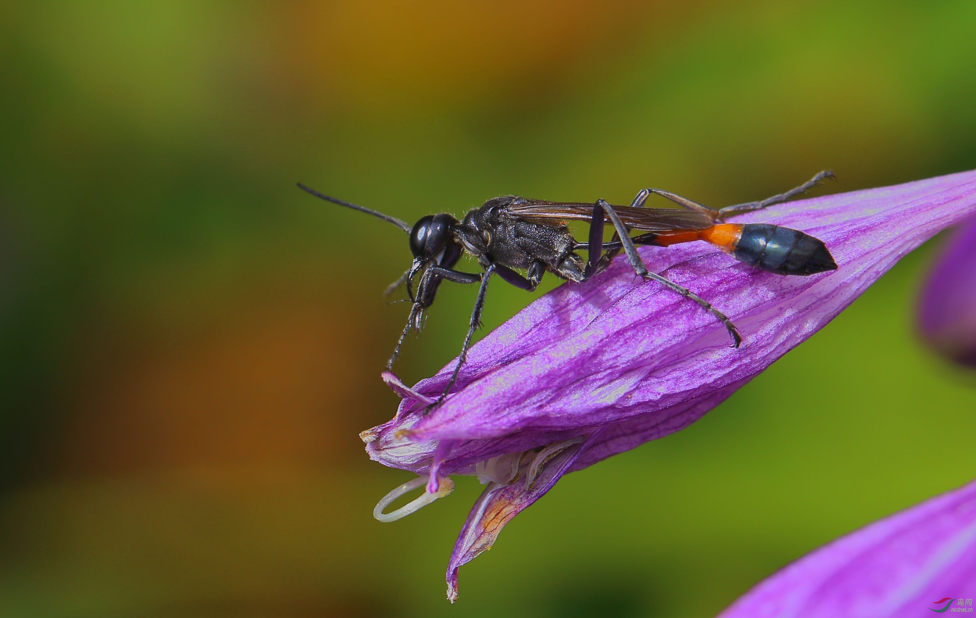 細(xì)腰蜂長(zhǎng)什么樣子（腰很細(xì)的蜜蜂是什么蜂）
