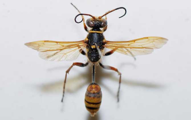 細(xì)腰蜂長(zhǎng)什么樣子（腰很細(xì)的蜜蜂是什么蜂）