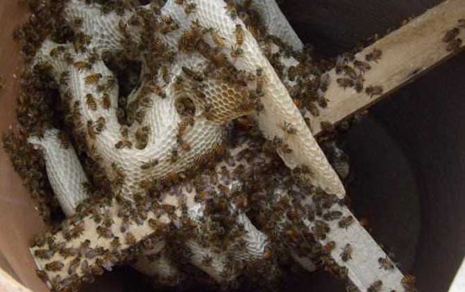 云貴高原中蜂有毒嗎(云貴高原中蜂形態(tài)特征) 云貴高原中蜂