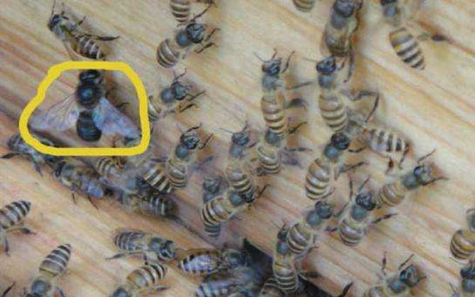 云貴高原中蜂有毒嗎(云貴高原中蜂形態(tài)特征) 云貴高原中蜂