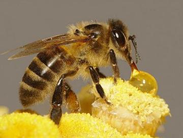 每天蜜蜂巢門口見死蜂是怎么回事(蜜蜂死在巢門口是什么原因) 每天蜜蜂巢門口見死蜂是怎么回事(蜜蜂死在巢門口是什么原因)