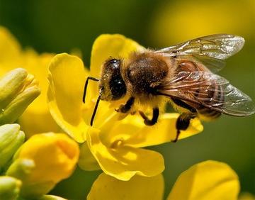 每天蜜蜂巢門口見死蜂是怎么回事(蜜蜂死在巢門口是什么原因) 每天蜜蜂巢門口見死蜂是怎么回事(蜜蜂死在巢門口是什么原因)