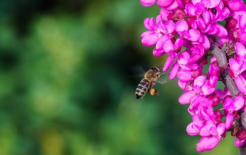 新手養蜂要注意什么(新手養蜂入門及注意事項) 新手養蜂要注意什么(新手養蜂入門及注意事項)