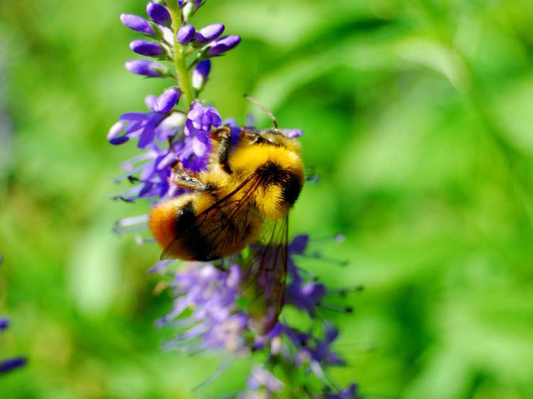 樹洞里的蜜蜂如何捕捉？