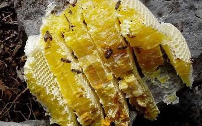 野生蜂群能存活多久? 野生蜂群能存活多久?