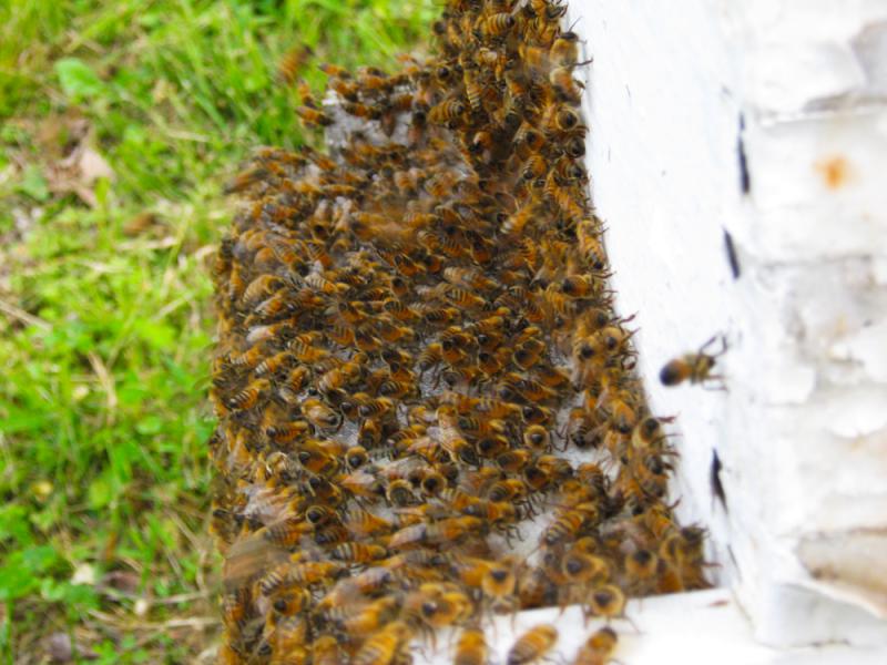 油菜花流蜜期怎么防止分蜂熱(該如何處理流蜜期發(fā)生的分蜂熱) 油菜花流蜜期怎么防止分蜂熱(該如何處理流蜜期發(fā)生的分蜂熱)