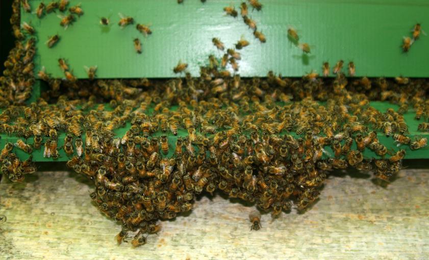 油菜花流蜜期怎么防止分蜂熱(該如何處理流蜜期發(fā)生的分蜂熱) 油菜花流蜜期怎么防止分蜂熱(該如何處理流蜜期發(fā)生的分蜂熱)