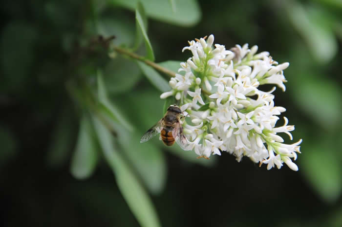 新手怎么才能養好蜜蜂？