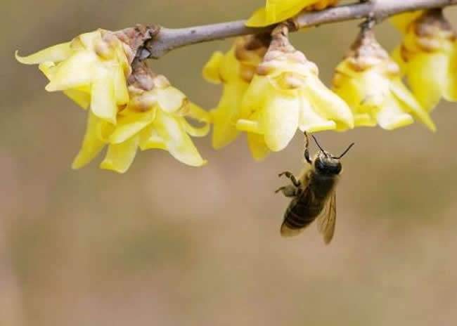 新手怎么才能養好蜜蜂？