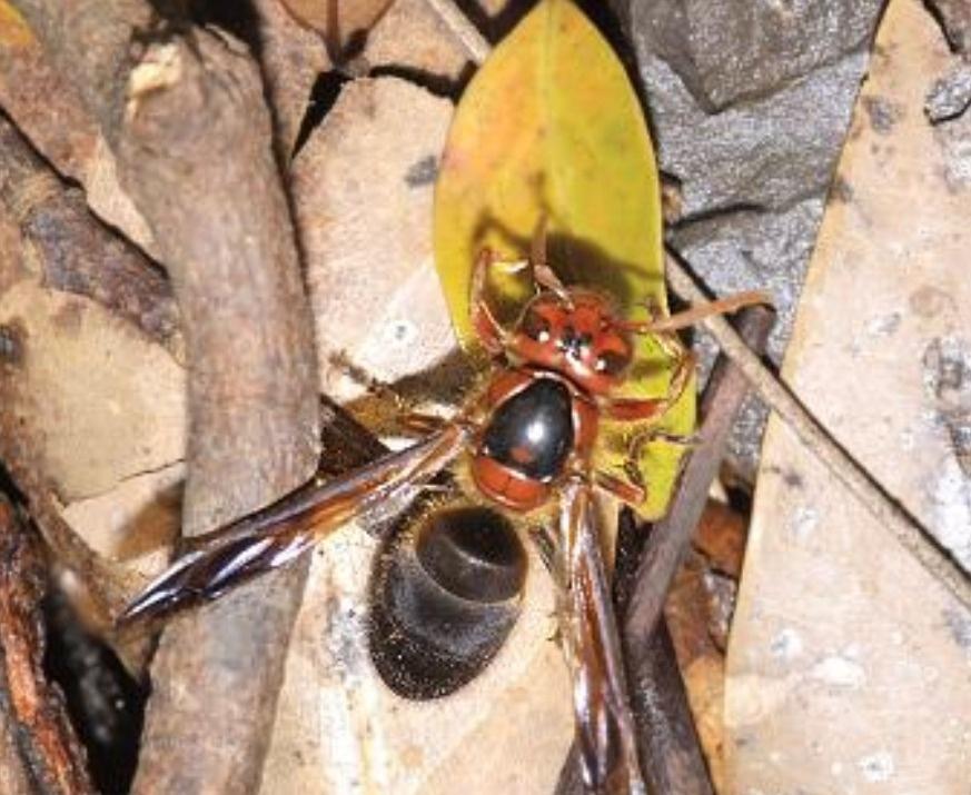 大虎頭蜂真能蜇死人嗎？(扒一扒虎頭蜂的厲害)