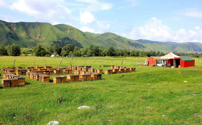 養(yǎng)蜂場(chǎng)怎么飼喂蜜蜂？