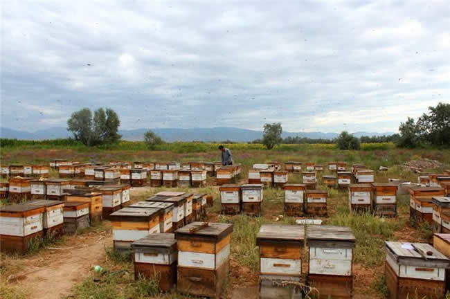 養(yǎng)蜂場(chǎng)怎么飼喂蜜蜂？