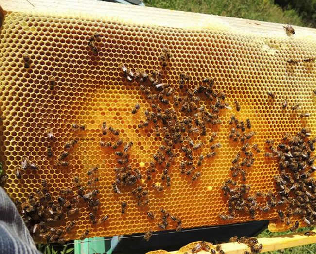 養(yǎng)蜂場(chǎng)怎么飼喂蜜蜂？