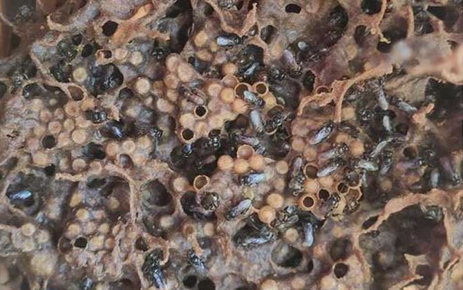 酸蜂在哪兒養殖(酸蜂適合在哪些地方養殖) 酸蜂在哪兒養殖(酸蜂適合在哪些地方養殖)