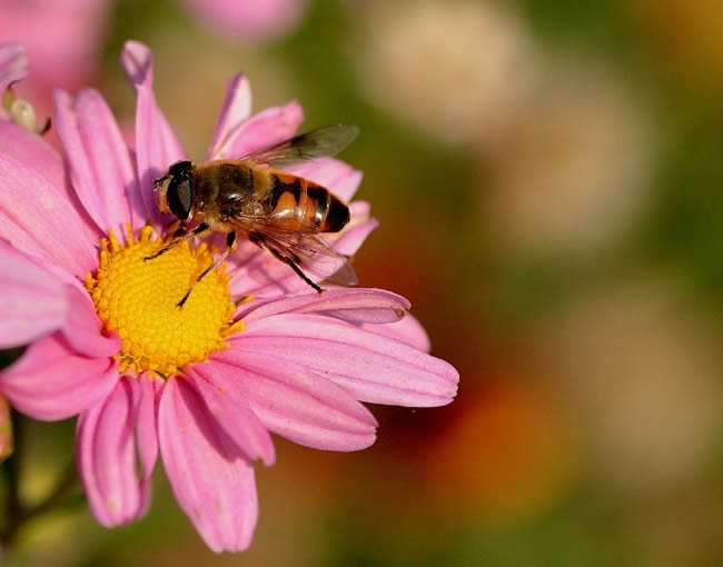為什么蜜蜂繁殖率不高? 為什么蜜蜂繁殖率不高?