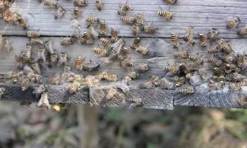 被竹筒蜂咬了怎么辦(被竹蜂蟄了怎么處理) 被竹筒蜂咬了怎么辦(被竹蜂蟄了怎么處理)