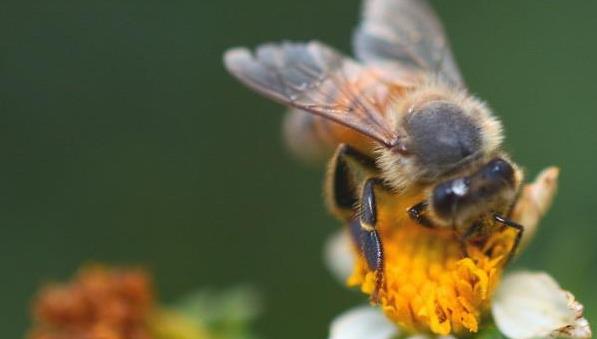 被竹筒蜂咬了怎么辦(被竹蜂蟄了怎么處理) 被竹筒蜂咬了怎么辦(被竹蜂蟄了怎么處理)