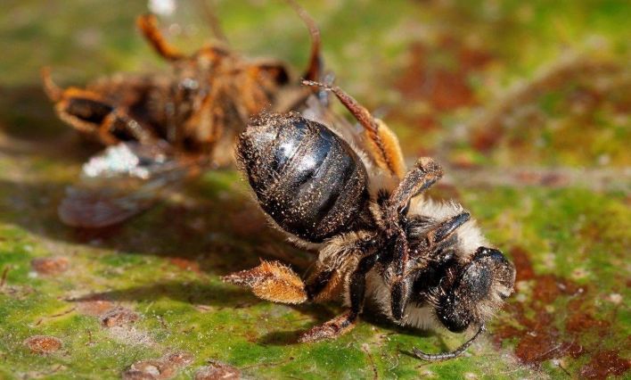 被竹筒蜂咬了怎么辦(被竹蜂蟄了怎么處理) 被竹筒蜂咬了怎么辦(被竹蜂蟄了怎么處理)